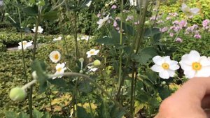 Anemone x hybrida 'Honorine Jobert', Herbst-Anemone