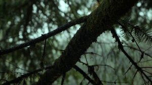 Прогулка в лесу