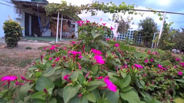 Юг. Динская. ЕГО МЫ НЕ СОБИРАЛИСЬ СНИМАТЬ. смотреть онлайн