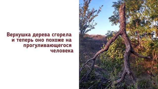 Необычные деревья, которые напоминают нам нечто совсем другое смотреть онлайн