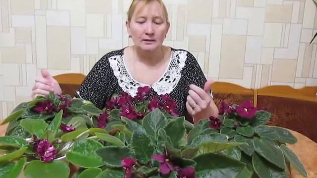 Фиалки. Сорт Арапаха. Violets. Sort Arapahoe. смотреть онлайн