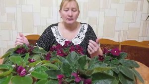 Фиалки. Сорт Арапаха. Violets. Sort Arapahoe.