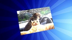 Откуда взялся Джонни Кэтсвилл?