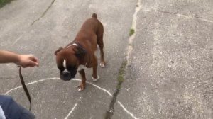 Немецкий боксер Тайсон.Собака бежит сто метровку