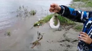 Налимчик на закидушку!