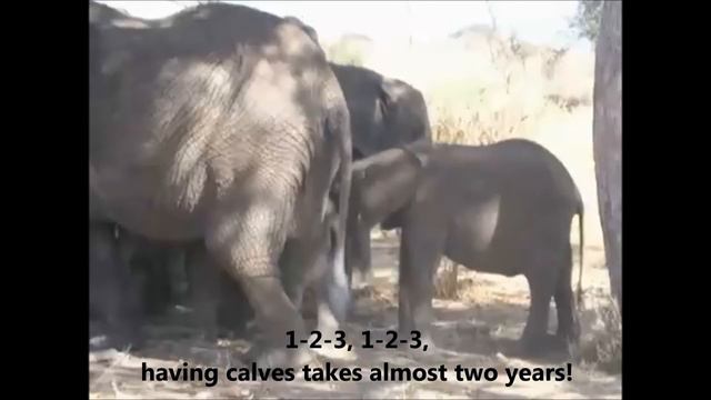 Elephant Saint Saens смотреть онлайн