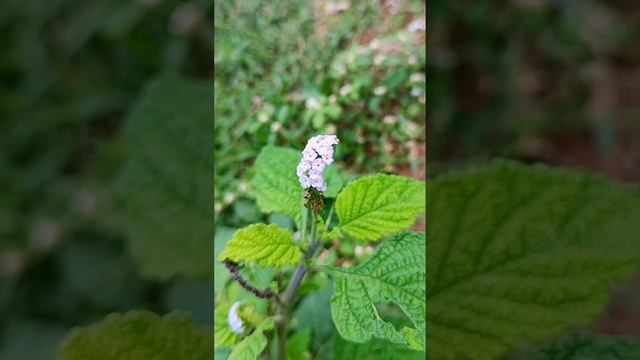 Ever Seen this? | Indian Heliotrope | Heliotropium Indicum