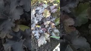 Гейхеры 1 года посадки,что сделать перед морозами?