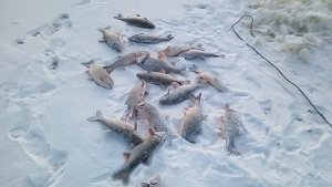 Рыбалка на Иртыше