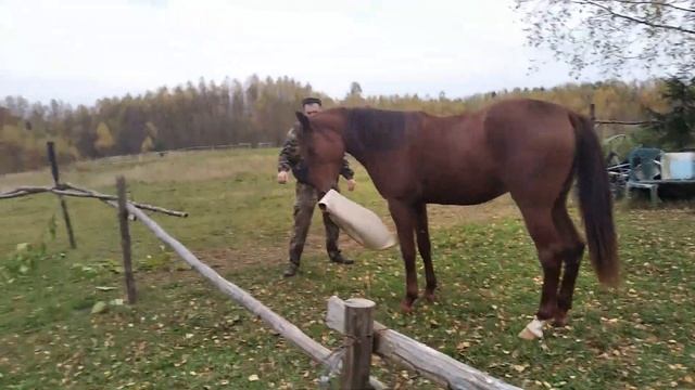 Как играет конь смотреть онлайн