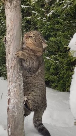 ✨Лесной кот✨ Барсик✨