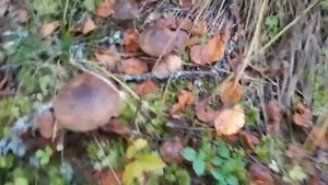 Поиск грибных мест. Вечерняя прогулка по лесу.Грибы 2019