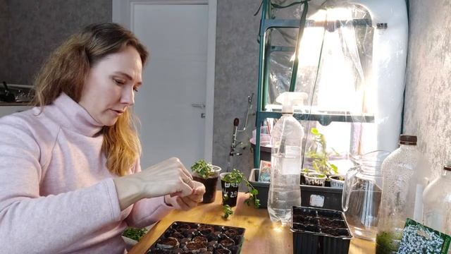 Лобелия из семян. Черенкование лобелии.