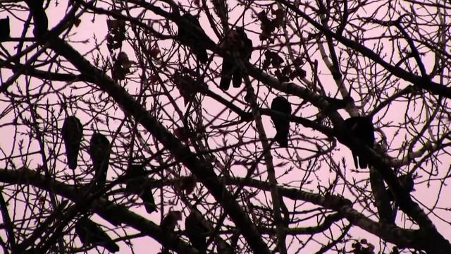 вороны на деревьях утром смотреть онлайн
