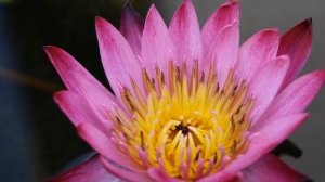 ЗЕРНО ДУХОВНОГО ПРОБУЖДЕНИЯ-ченнелинг