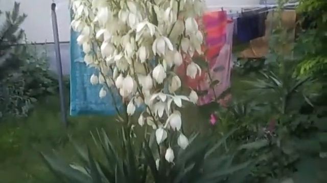 Одесская область. Цветок агавы. Вот такое необычное растение завелось в Одесской области смотреть онлайн