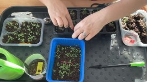 пересаживаем рассаду земляники.