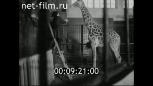 1971г. Калининград. зоопарк