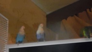 Неразлучник фишера