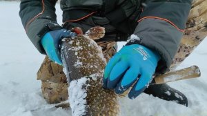 Трофейная щука оборвала две жерлицы и запуталась. Бывает и так...