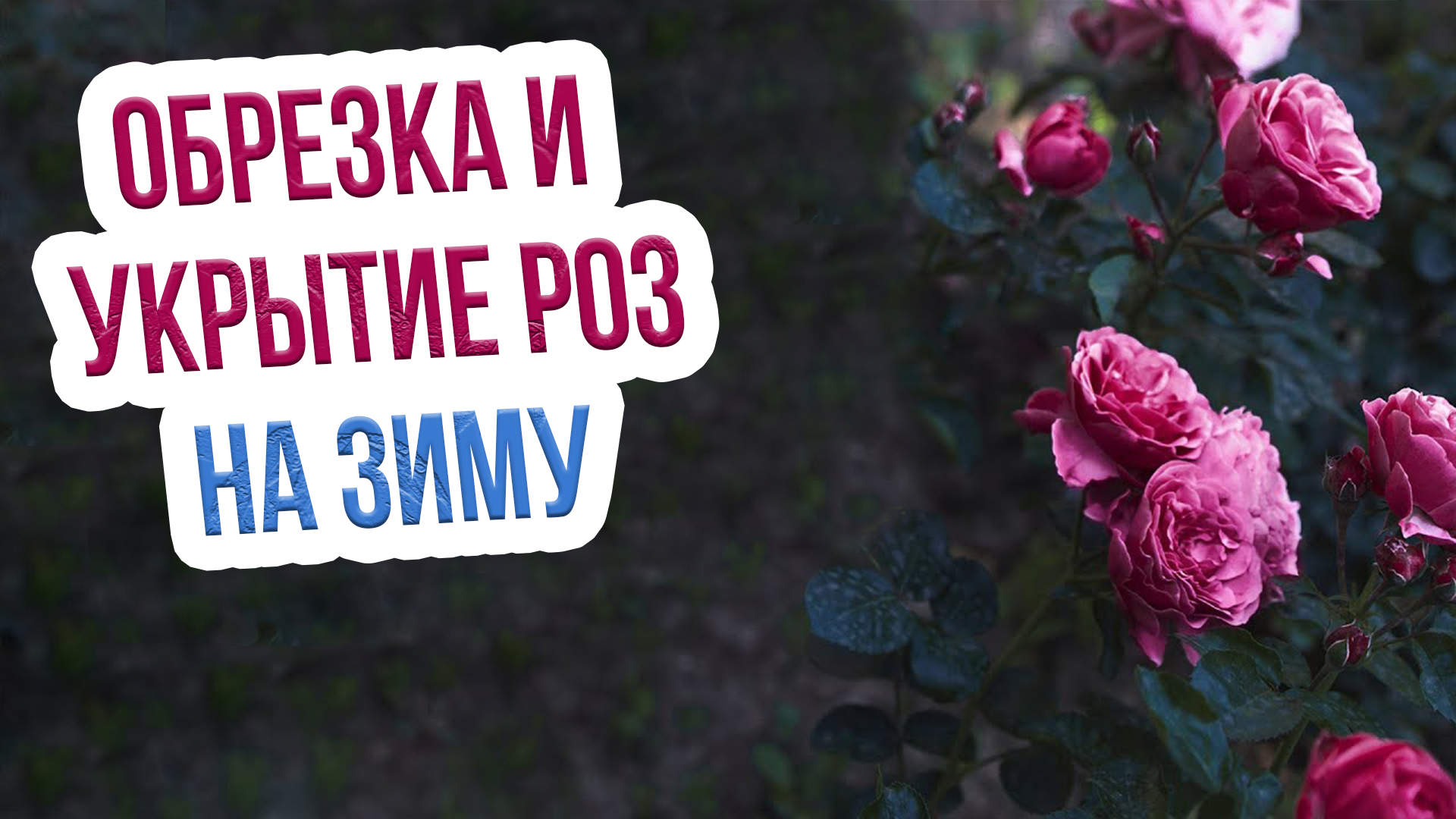 Как обрезать и укрыть розы на зиму? Особенности подготовки роз к зимовке