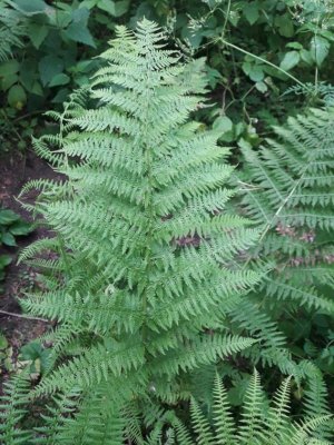 13. Кочедыжник женский - Athyrium filix-femina