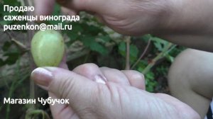 Виноград Сергей- гибридная форма Писанка Олега Михайловича (Пузенко Наталья Лариасовна)