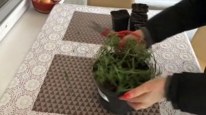 ОСЕННЕЕ ЧЕРЕНКОВАНИЕ ЛАВАНДЫ