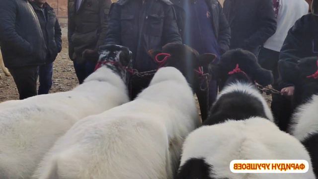 МОЛБОЗОРИ Ш.ИСТАРАВШАН НОВИНКА..