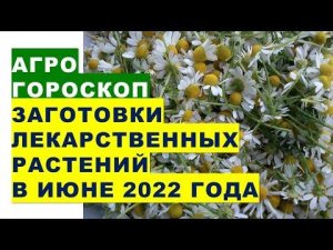 Агрогороскоп заготовки лекарственных растений в июне 2022 года