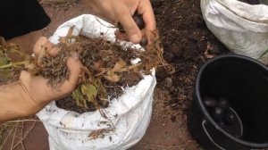 КАК ОМОЛОДИТЬ И РЕАНИМИРОВАТЬ КАРТОФЕЛЬ ( ВЫРАЩИВАНИЕ КАРТОФЕЛЯ РАССАДНЫМ МЕТОДОМ