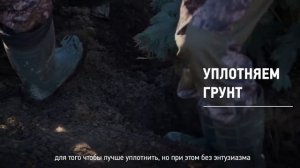 ПОСАДКА ЕЛИ КРУПНОМЕРА ?  Пошаговый Алгоритм для 100% Приживаемости