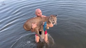 Идем купаться! Пума Месси на речке