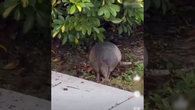 Everything is in the house, everything is in the house... смотреть онлайн