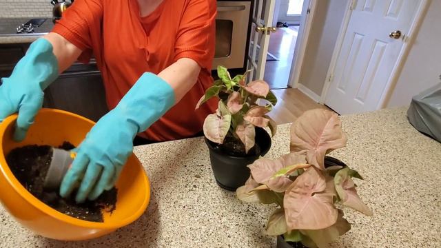 REPOTTING MY PINK ALLUSION ARROWHEAD PLANT | DONNA JOSHI смотреть онлайн