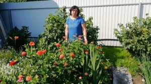 Мои любимые цветы на даче.