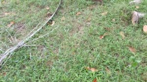 Панеолус Синеющий в Тайланде, Псилоцыбиновые грибы.