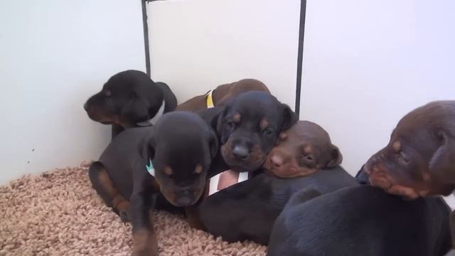 Doberman Puppies from European Bloodlines not American смотреть онлайн