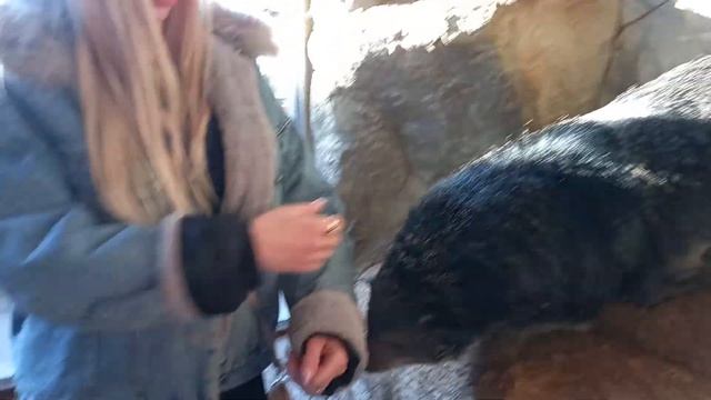 Приятный ужин у Бинтуронгов! Бинта ревнует к Белле))) смотреть онлайн