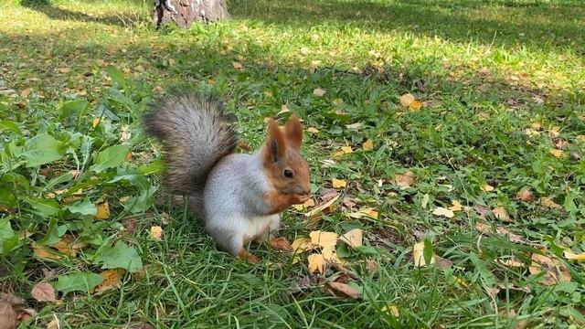 Голодная белка, где она? Везде в парке рассыпаны орехи. смотреть онлайн