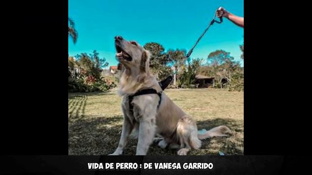 VIDA DE PERRO - CUENTO CORTO смотреть онлайн