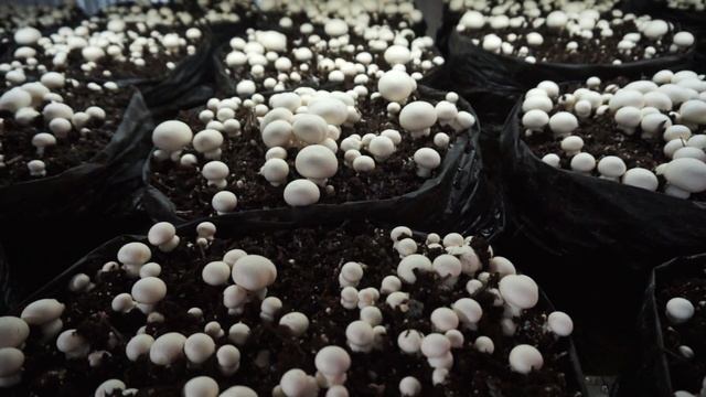 Шампиньоны | 5 ЗАГРУЗОК | Прибыль и проблемы смотреть онлайн