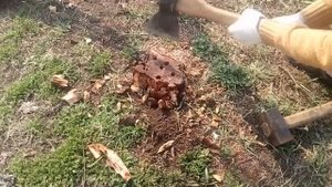 Как удалить пень