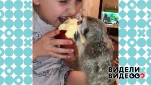 Самый честный способ разделить с сурикатом яблоко. Видели видео? Фрагмент выпуска от 27.09.2020