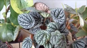 Пеперомия - купить 5 видов. Пеперомия туполистная, пеперомия морщинистая и другие виды