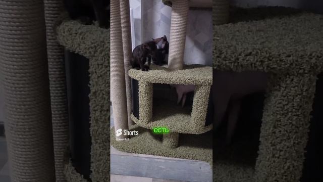 Сфинксы и ориентал#канадсиесфинксы #ориентальныйкот #cats