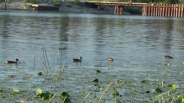 Дикие утки на воде в природных условиях |  Wild ducks on the water in natural conditions |