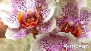 Цветение моих орхидеи бабочек