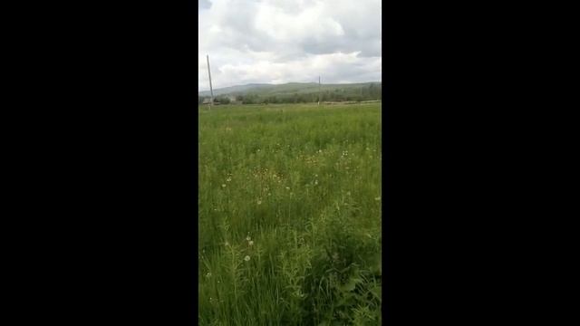 заготовка иванчая
