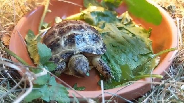 Сухопутная среднеазиатская черепаха. Our Baby Tortoise